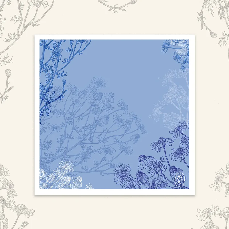 Carte Carrée - Camomille bleue, 