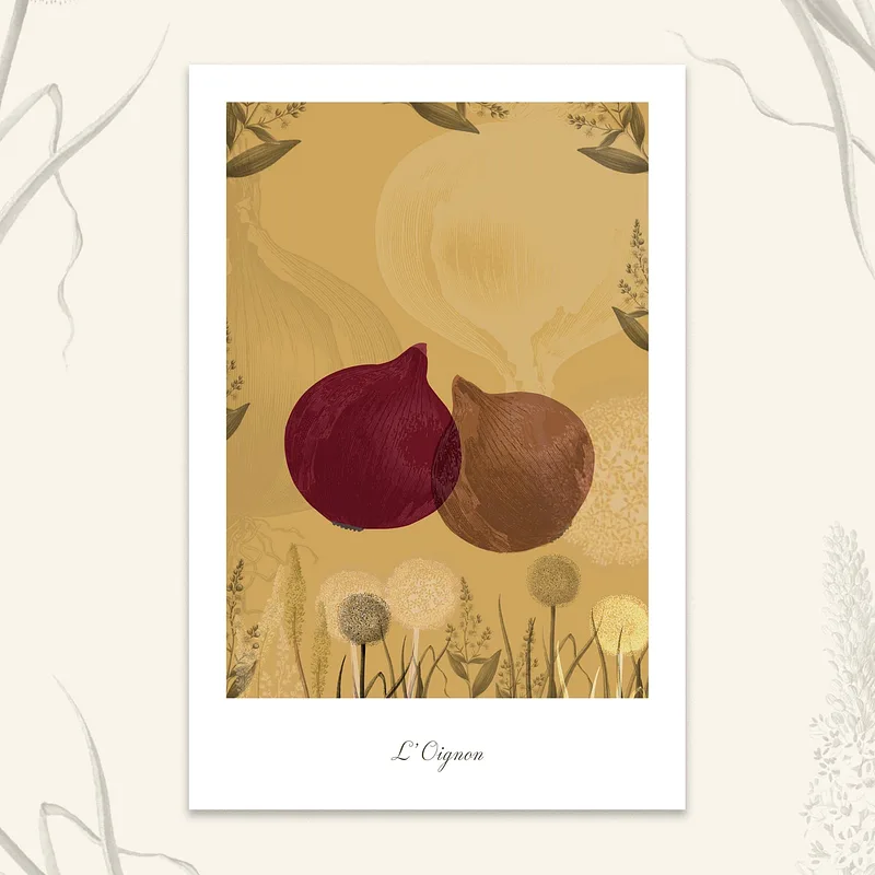 Le potager - Oignon, 